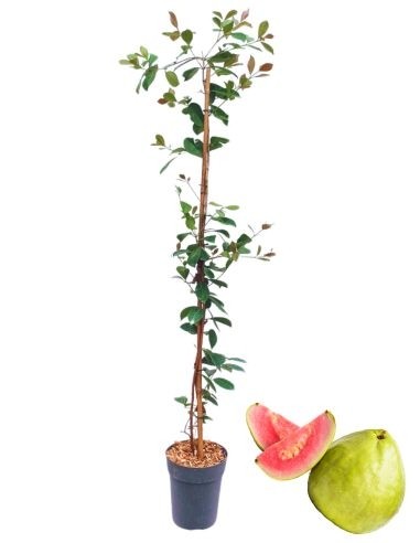 GUAYABA