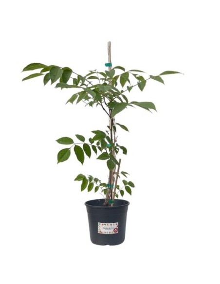 ASIMINA TRILOBA (da seme )