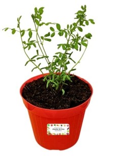 Pianta di lenticchie vaso diametro 14