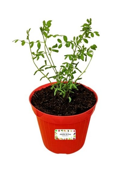 Pianta di lenticchie vaso diametro 14