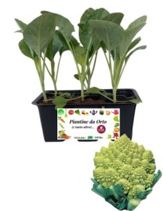 Cavolfiore romanesco pack da 6 piantine