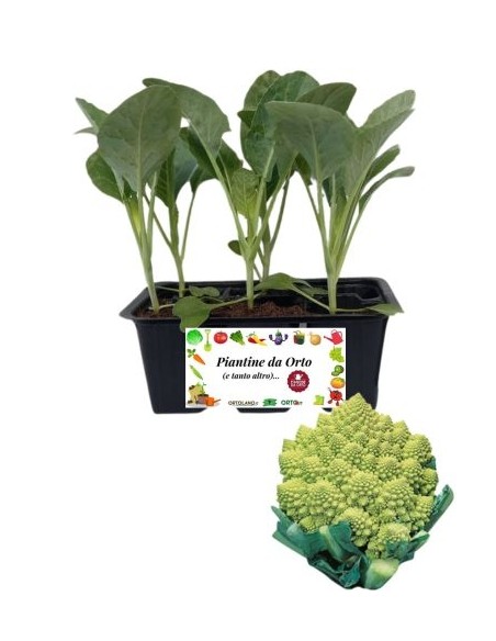 Cavolfiore romanesco pack da 6 piantine