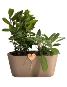 Aromi cassetta gia composta da Alloro e Salvia