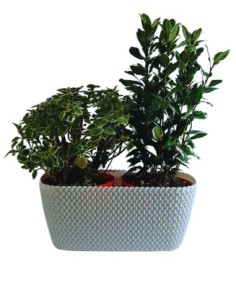 Aromi Cassetta Splofy gia composta da incenso e alloro