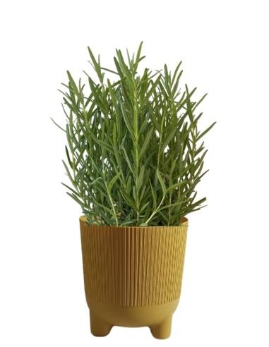 VASO EOLO con aromatica inclusa