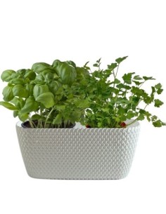 Aromi Cassetta Splofy gia composta da basilico e prezzemolo