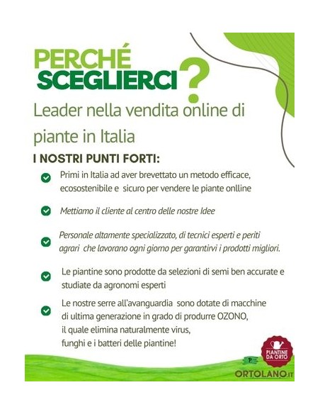 Cavolfiore romanesco pack da 6 piantine