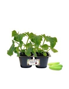 Cetriolo bianco pack da 2 piante