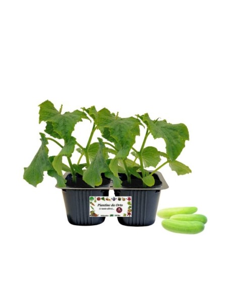 Cetriolo bianco pack da 2 piante