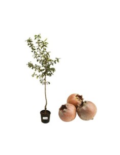 Nespolo Di Germania(nespolo comune)