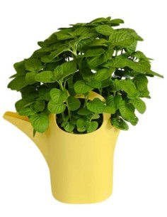 Innaffiatoio vari colori e misure