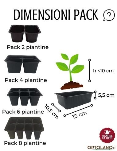Lattuga barba dei frati rossa pack da 9 piantine