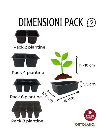 Lattuga barba dei frati rossa pack da 9 piantine