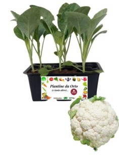 Cavolfiore tardivo pack da 6 piantine