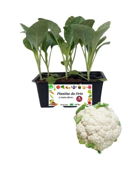 Cavolfiore tardivo pack da 6 piantine