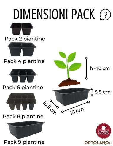 Lattuga brasiliana pack da 9 piantine