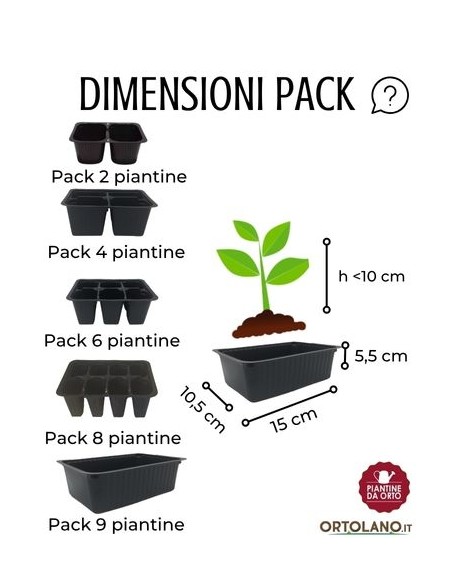 Lattuga brasiliana pack da 9 piantine