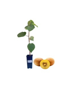 Kiwi Giallo minkigold femmina  vaso 2 lt