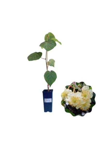 Kiwi Maschio Tomuri vaso 2 lt