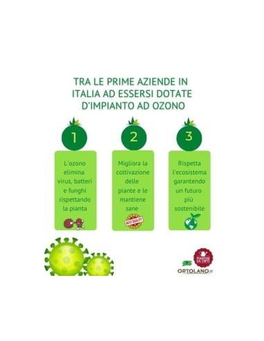 Kiwi Maschio Tomuri vaso 2 lt