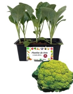 Cavolfiore verde pack da 6 piantine