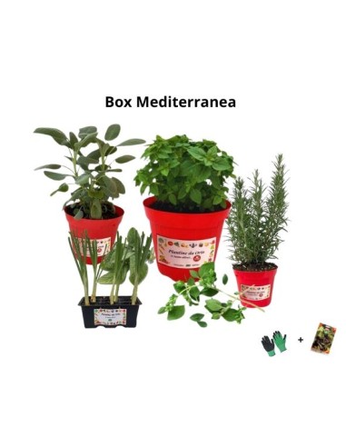 Box Mediterranea – I sapori autentici