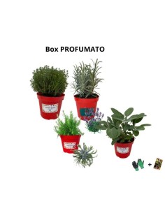 Box Profumato – Un angolo di freschezza e profumo