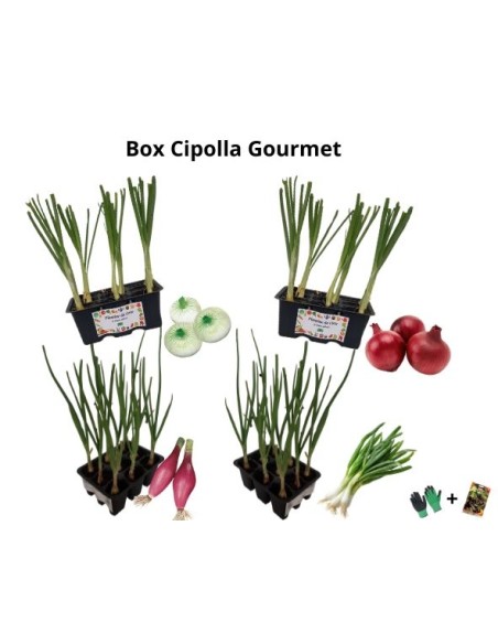 Box Cipolla Gourmet – Il sapore autentico della terra