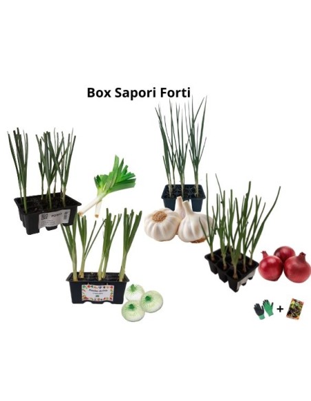 Box Sapori Forti – Intensità e carattere in cucina