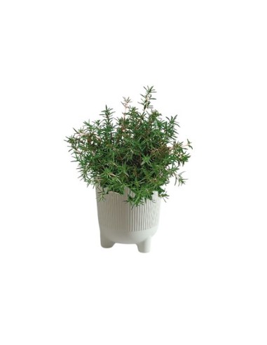 Vaso decorativo bianco  "EOLO" con aromatica...