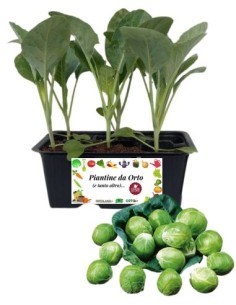 Cavolo di bruxelles pack da 6 piante