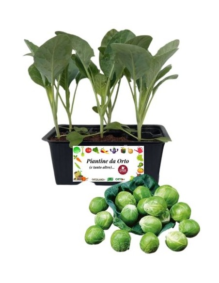 Cavolo di bruxelles pack da 6 piante