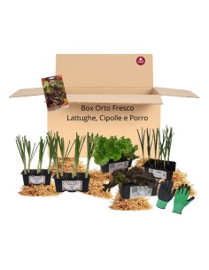 Box Orto Fresco – Lattughe, Cipolle e Porro