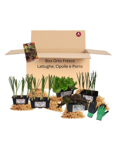 Box Orto Fresco – Lattughe, Cipolle e Porro