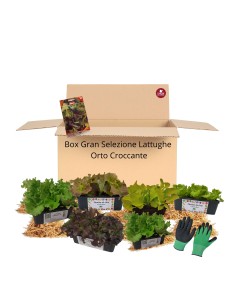 Box Gran Selezione Lattughe – Orto Croccante