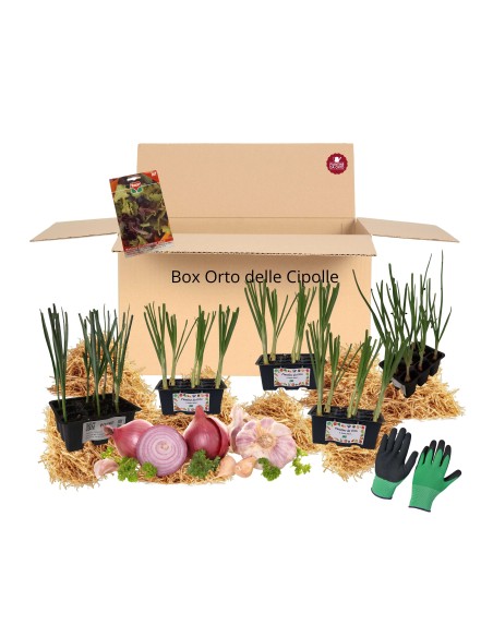Box Orto delle Cipolle