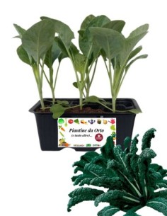 Cavolo Lanciniato nero di Toscana pack da 6 piante