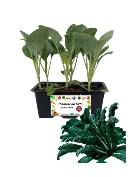 Cavolo Lanciniato nero di Toscana pack da 6 piante