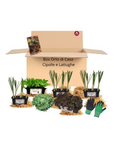 Box Orto di Casa – Cipolle e Lattughe