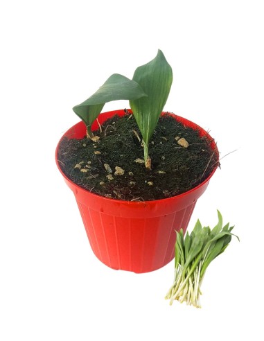 Aglio Orsino (Allium ursinum)