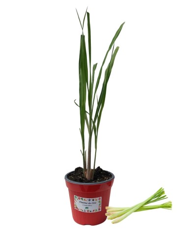 Lemon Grass - Citronella