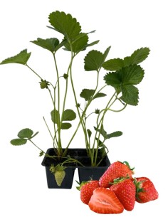 Fragola rifiorente Linea gold pack da 2 piante