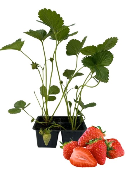 Fragola rifiorente Linea gold pack da 2 piante