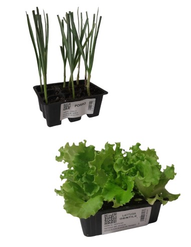 Lattuga + Porro