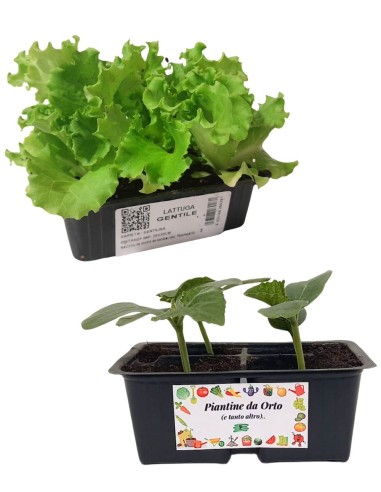 Cetriolo + Lattuga