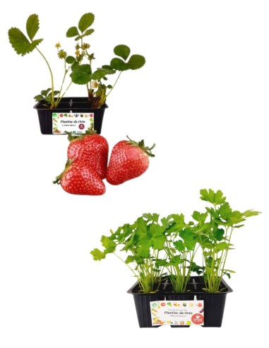 Fragola + Prezzemolo