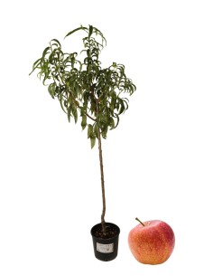 Melo antico - melo del sangue