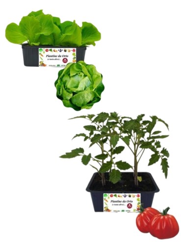 Pomodoro cuore di bue + Lattuga cappuccia