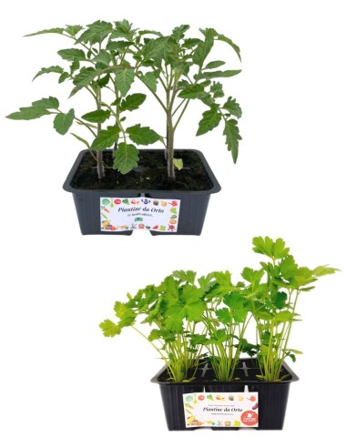 Pomodoro Ciliegia + Prezzemolo