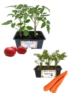 Pomodoro Datterino + Carota